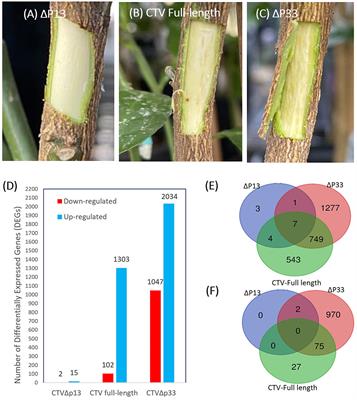 Comparative transcriptome analysis of Citrus macrophylla tree infected with Citrus tristeza virus stem pitting mutants provides new insight into the role of phloem regeneration in stem pitting disease